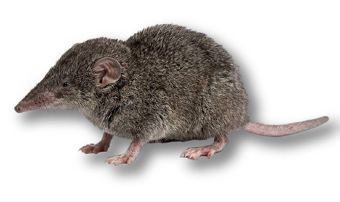 Hero Shrew.jpg