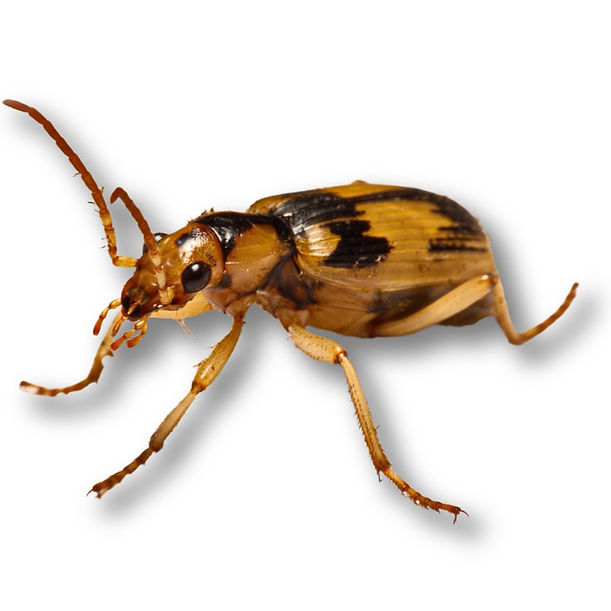 Bombardier Beetle