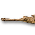 Alligator Snapping Turtle_edited.jpg