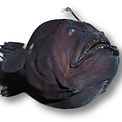 Alligator Snapping Turtle_edited.jpg