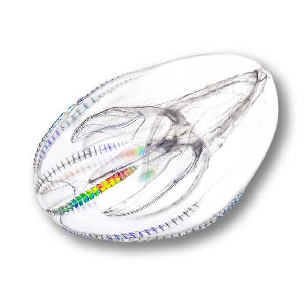 Comb Jelly