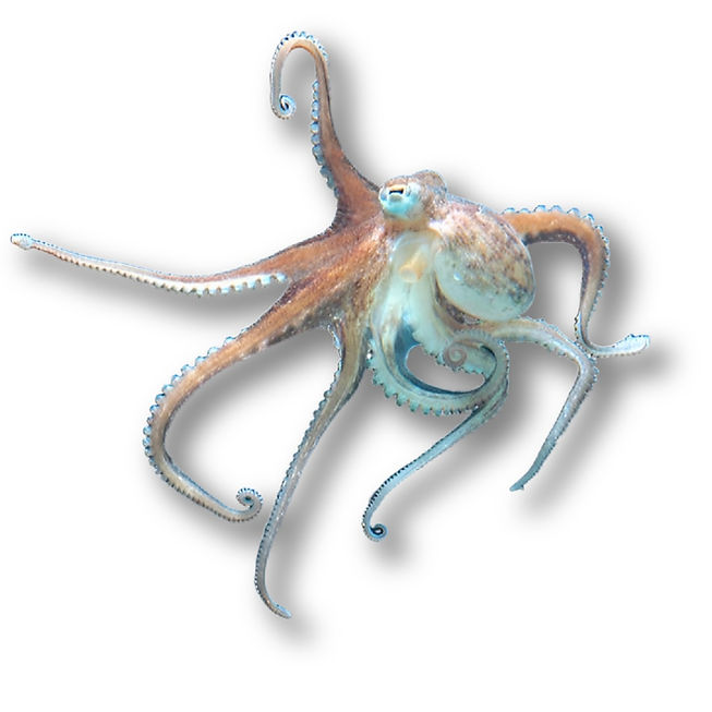 Common Octopus_edited.jpg