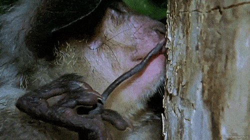 aye-aye-primate.gif