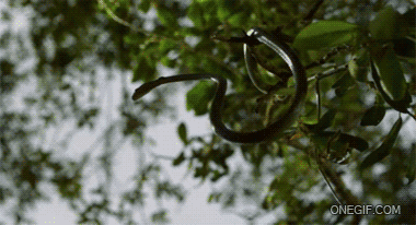 Paradise Tree Snake2.GIF