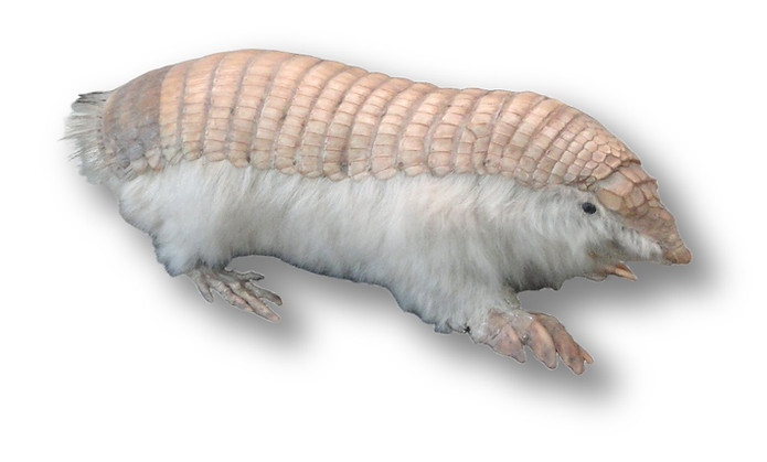 Pink Fairy Armadillo