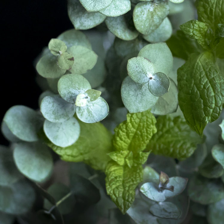 peppermint eucalyptus fragrance scent