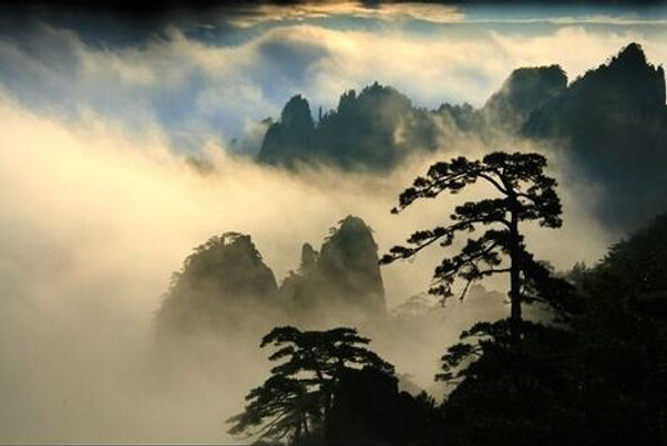 Mt.Huangshan and its pines