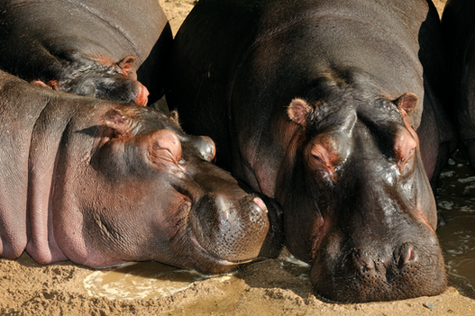 Nilpferde im KölnerZoo