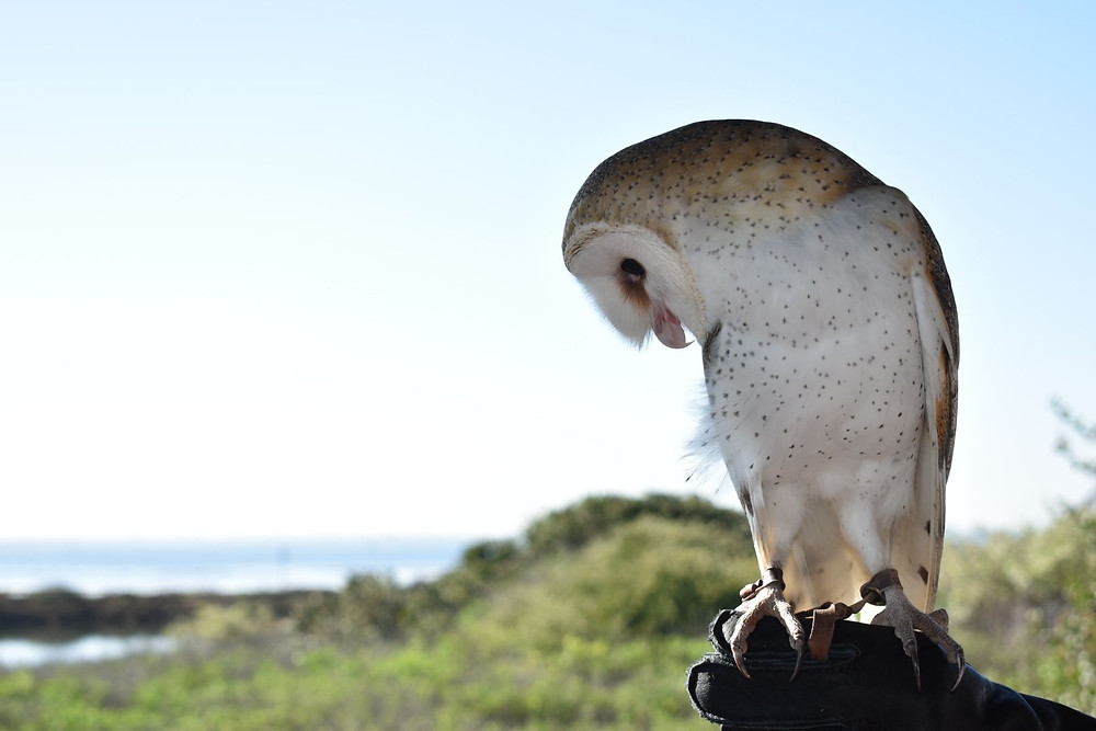 Barn Owl at Living Coast Discovery Center