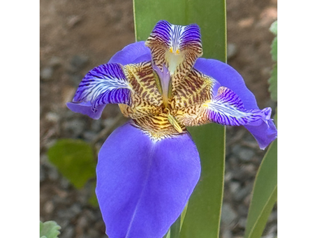 Nothing Blooms Alone: Honoring the Unseen Hands that Shaped this Season of my Becoming