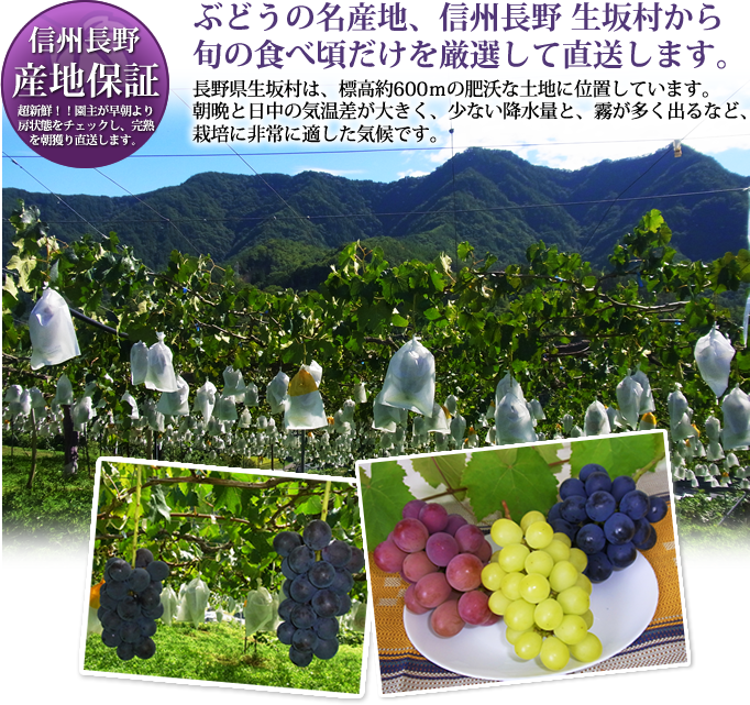 ぶどうの名産地、信州長野 生坂村から、旬の食べ頃だけを厳選して直送します。