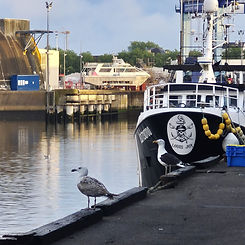 Port de pêche Lorient - Skantenn, artiste Lorient, création en cuir de poisson Pays de Lorient - Blandine Roudaut artiste Lorient - Tableau Lorient - Artiste Bretagne