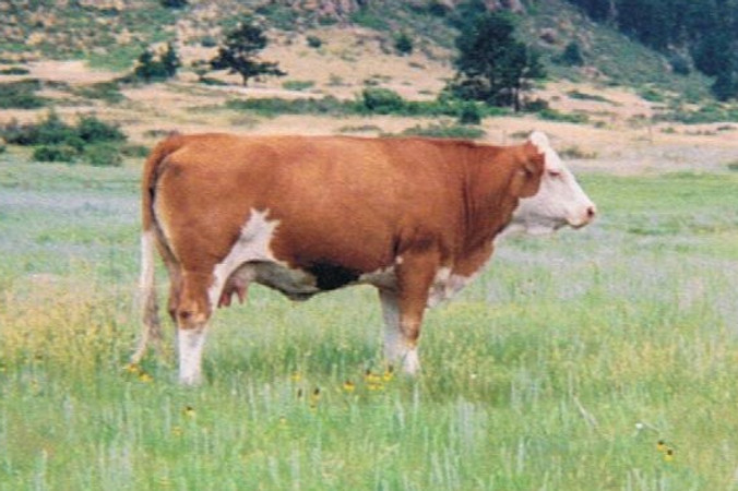 Siegfried daughter 93H.JPG