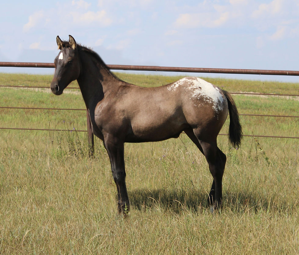 HollywoodRockstar MD x Cattin C16 2025 filly_edit.jpg