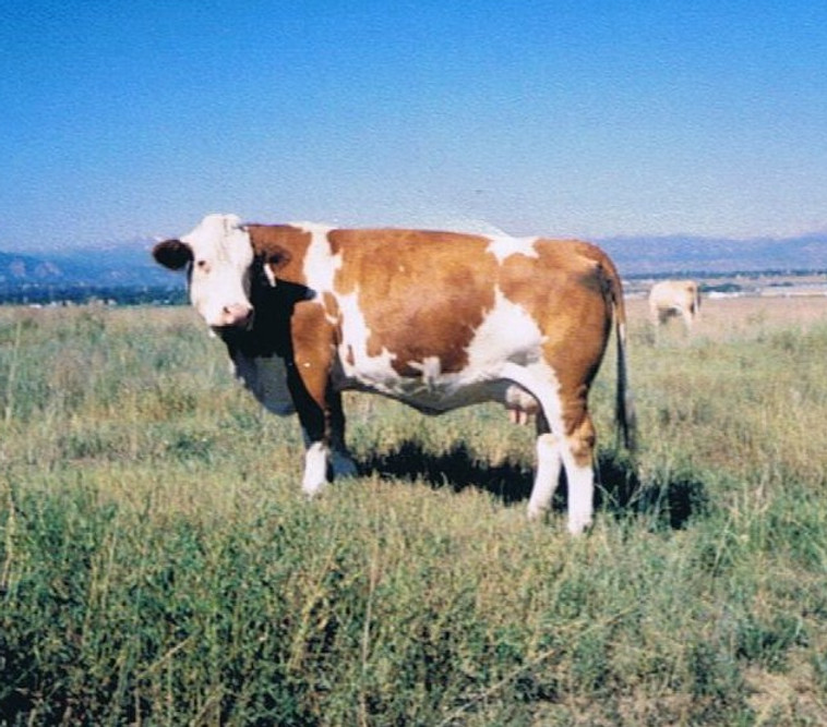 Siegfried daughter 94H.JPG
