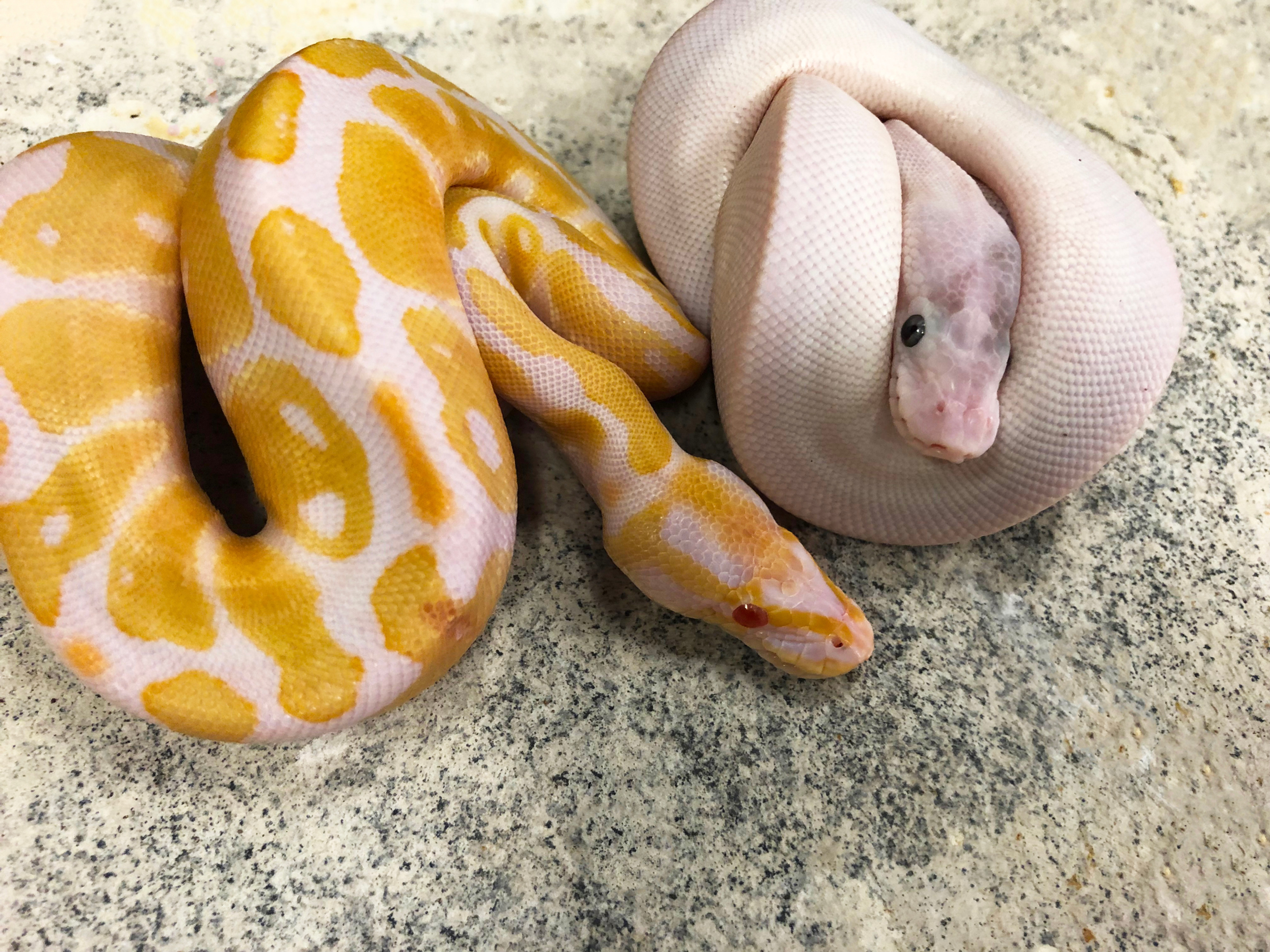 Ball Python Care Sheet