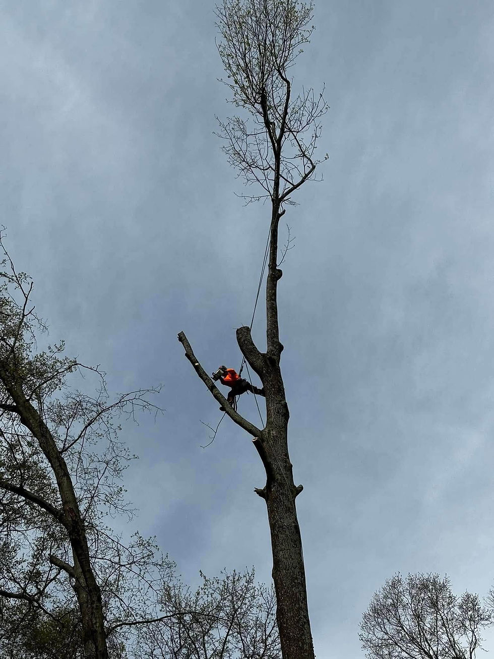 Learn seven warning signs of a dangerous tree and when to request professional tree service in Greenville, Spartanburg, Greer, and Upstate SC.