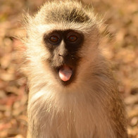 monkey-two.jpeg