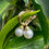Thumbnail: Earrings - Hoops with white South Sea Pearls