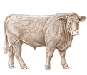 Steer October 2026.png