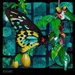Kym Tabulo - Richmond Bird-Wing Butterfly