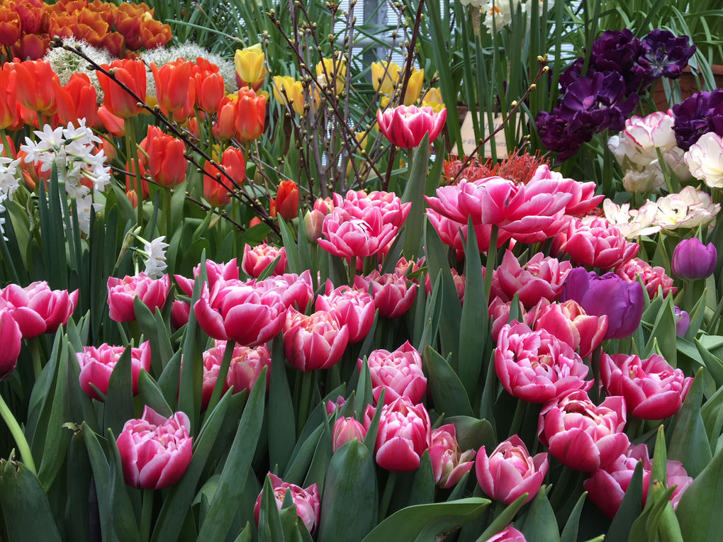 Романтика и королевские тюльпаны в Кекенхофе
