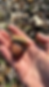 Thumbnail: Acorn Processing Gathering - Sunday April 6
