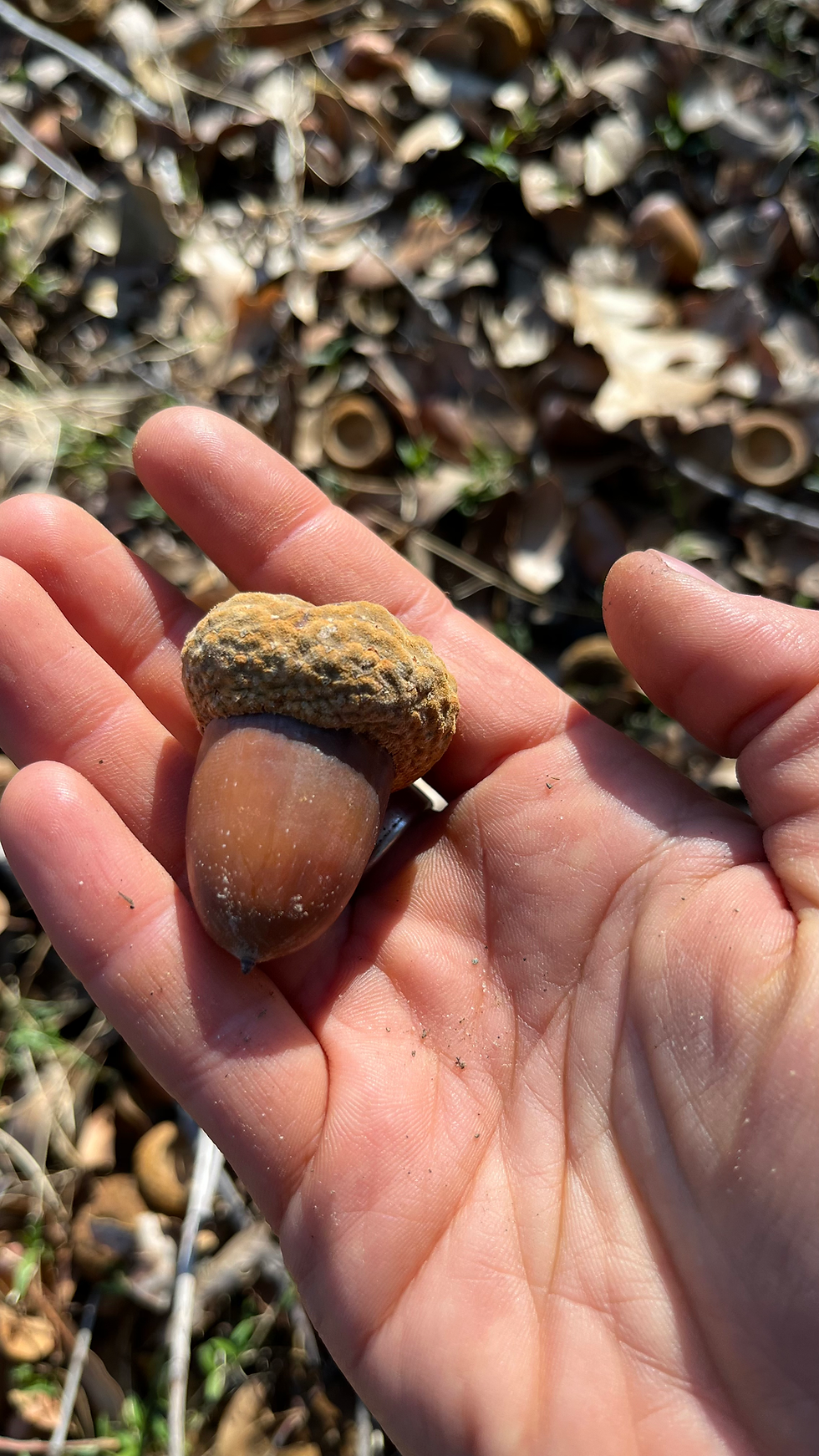 Thumbnail: Acorn Processing Gathering - Sunday April 6