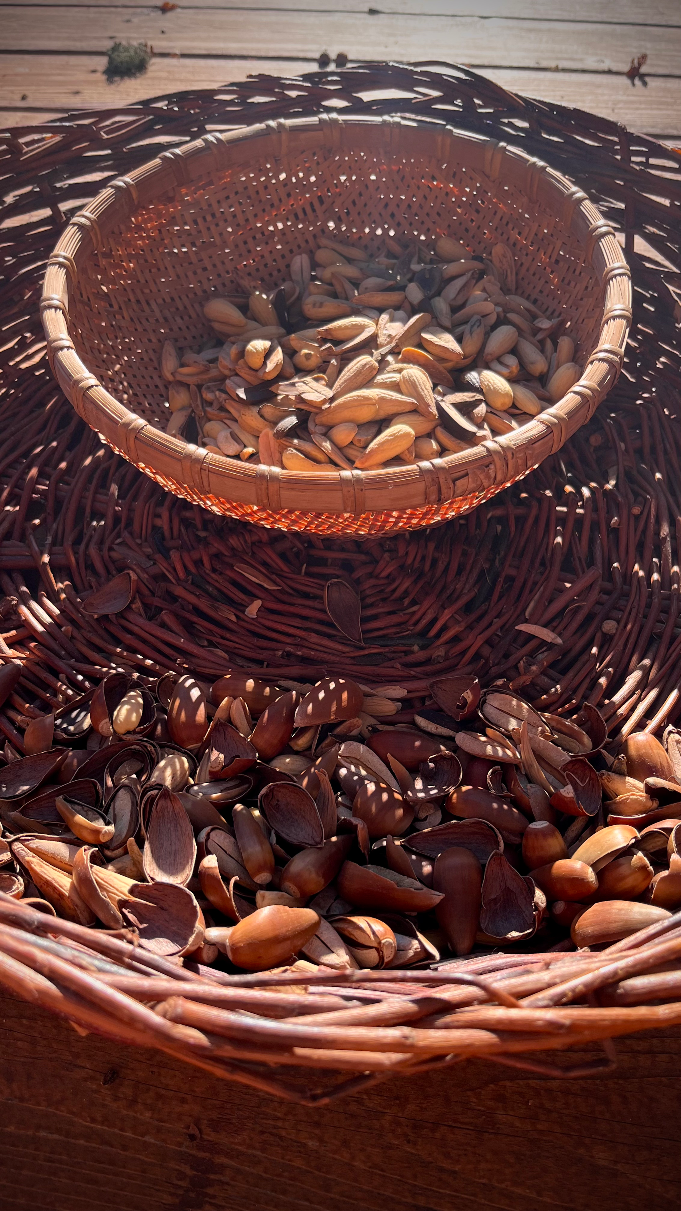 Acorn Processing Gathering - Sunday April 6