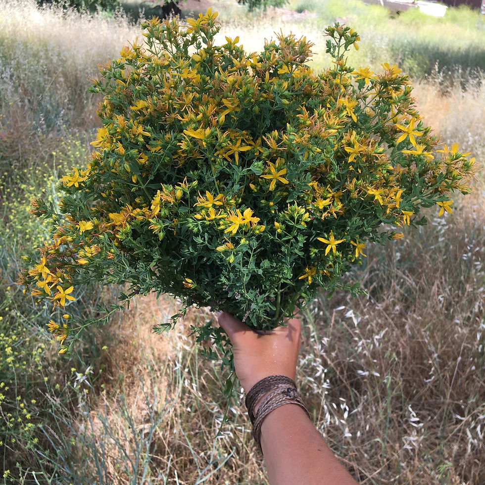 Thumbnail: St. John's Wort Oil