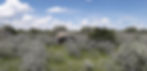 Etosha safari big 5lr.jpg
