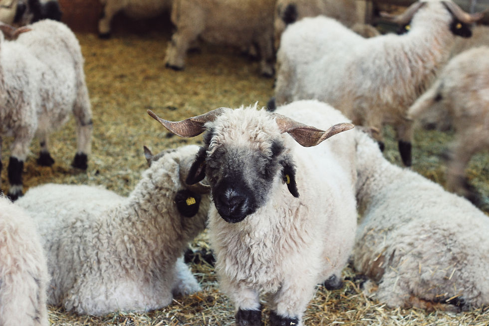 瑞士,策马特,黑面羊