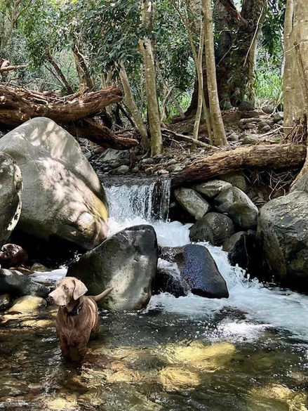 Dog Boarding in Maui Hawaii, Olowalu Dog Ranch