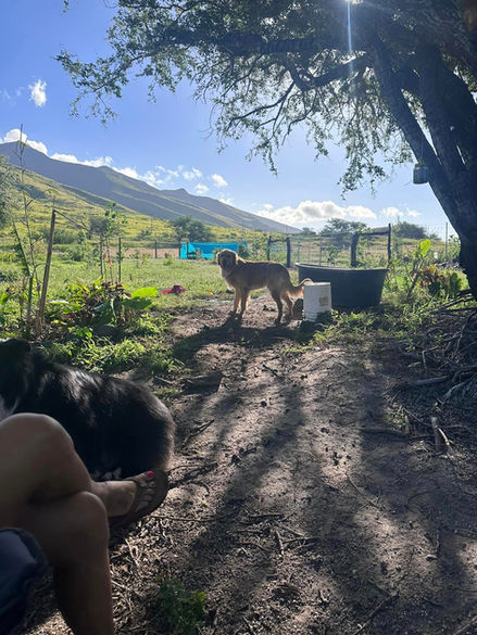 Dog Boarding in Maui Hawaii, Olowalu Dog Ranch