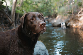 Dog Boarding in Maui Hawaii, Olowalu Dog Ranch