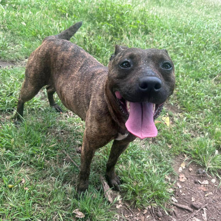 The Secret to a Happy Dog: It’s All About Connection