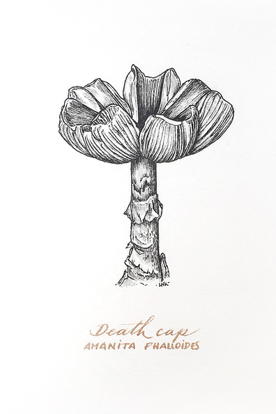 Death cap mushroom