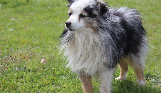 Zeus