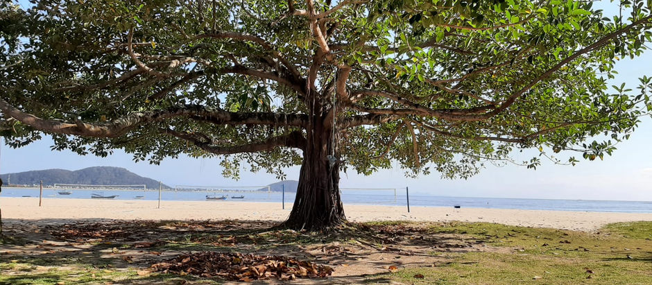 Beleza na beira da praia