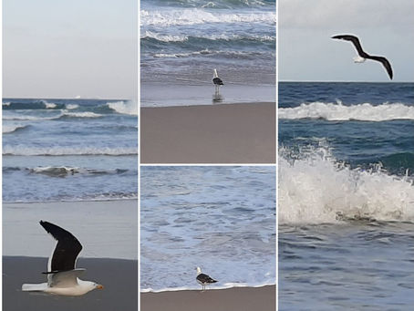 Gaivotas