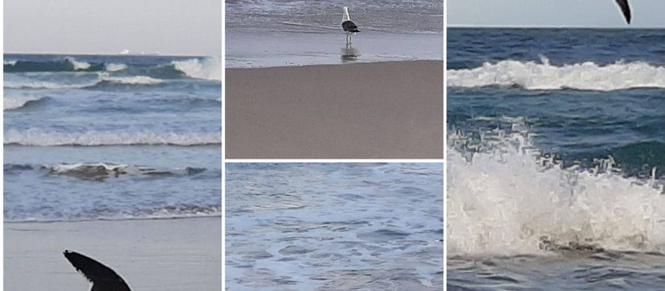 Gaivotas
