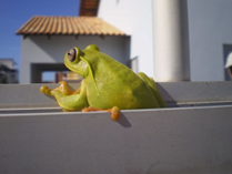 ree