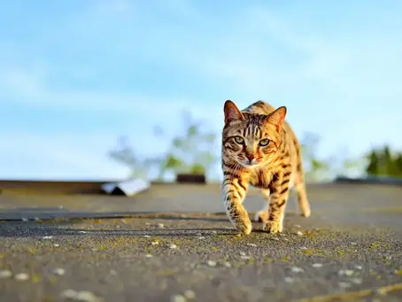 O gato que não era onça