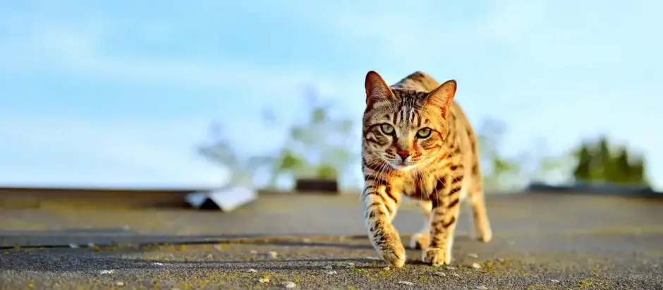 O gato que não era onça