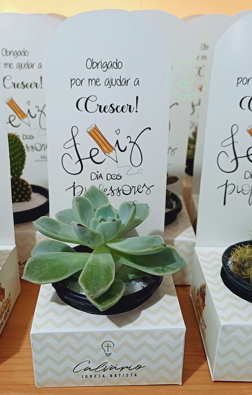 Miniatura: Suculentas em Caixinhas
