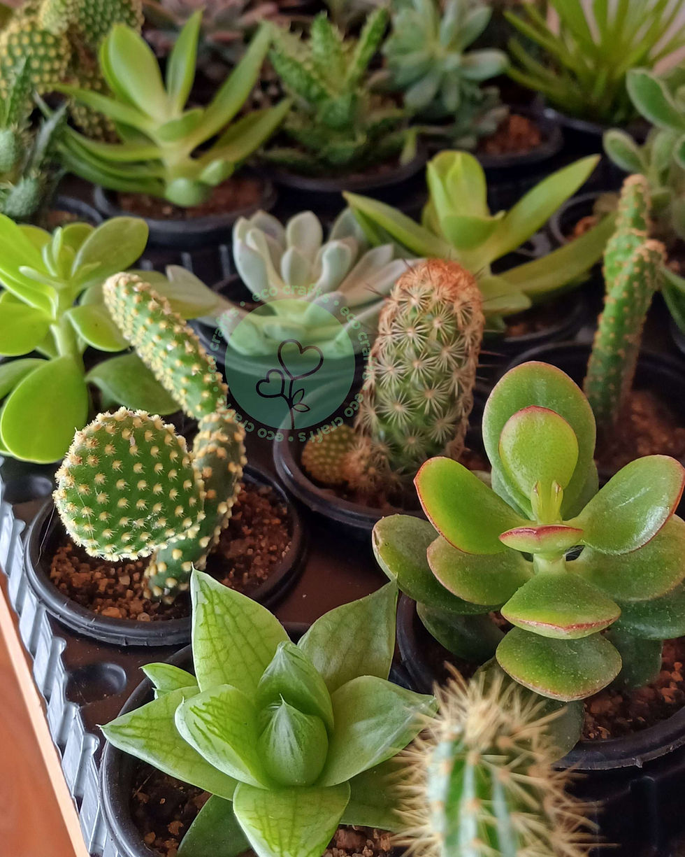 Miniatura: Suculentas