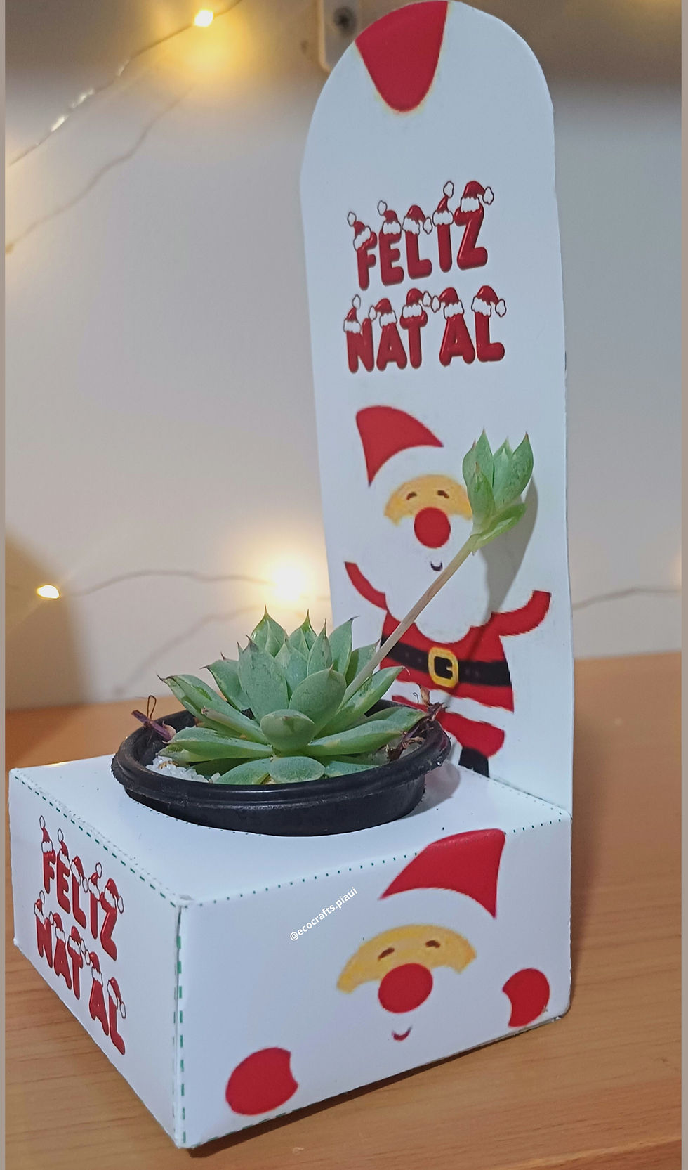 Miniatura: Suculentas em Caixinhas