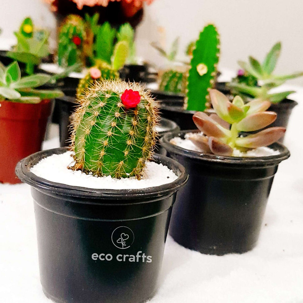 Miniatura: Suculentas