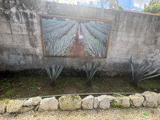 Tequila Tasting in Cozumel