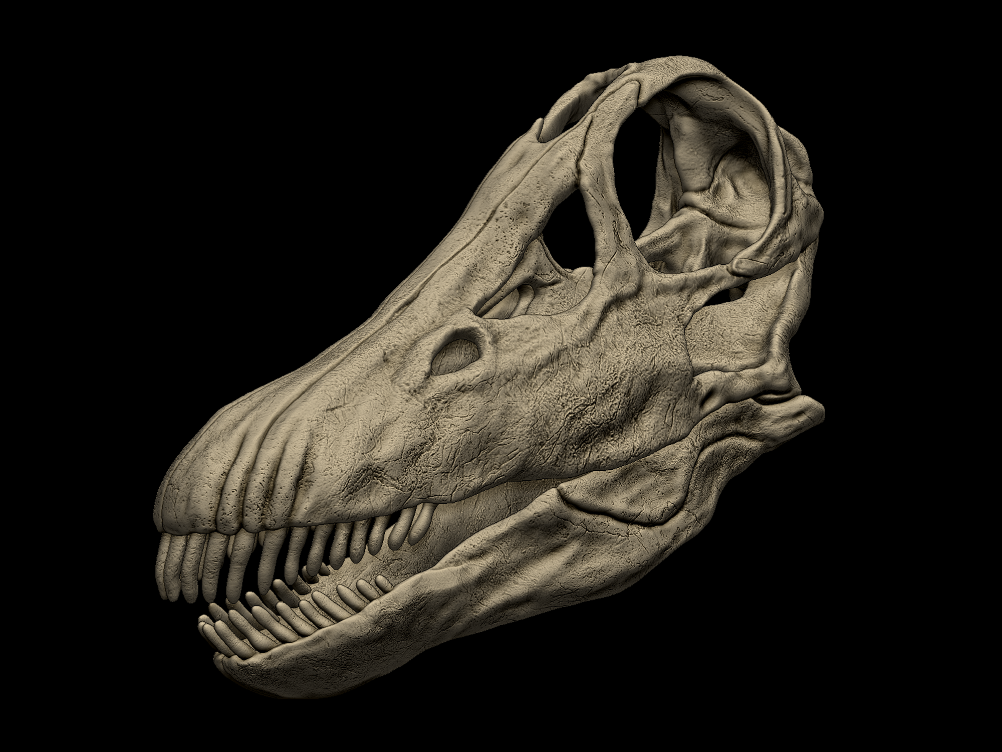 Diplodocus longus